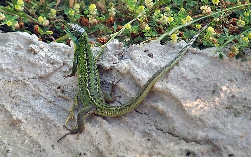 Lacerta bilineata